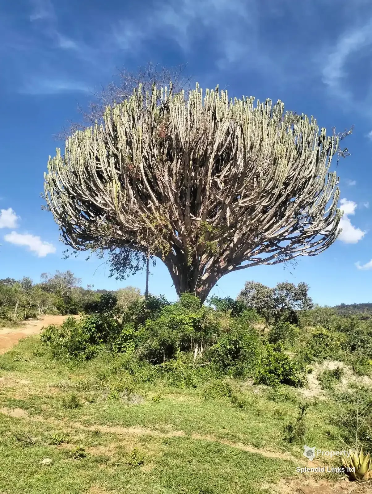 MUA HILLS 16 ACRE (KSHS4.5/ACRE) - Image 1